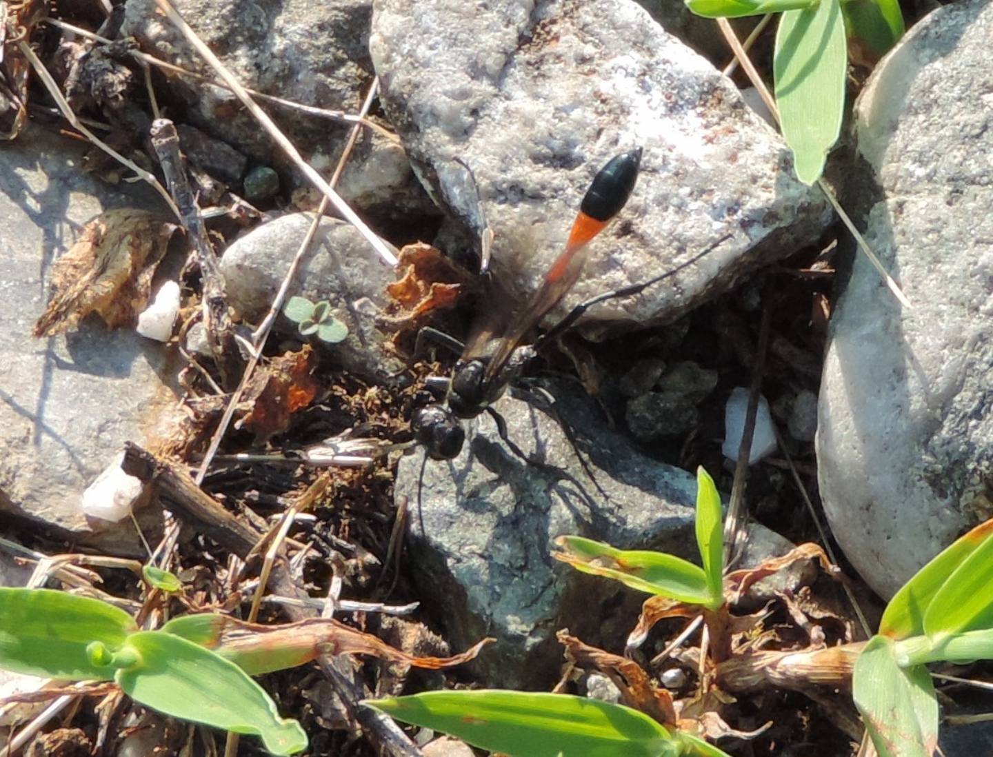 Ammophila cfr. sabulosa  (Sphecidae)