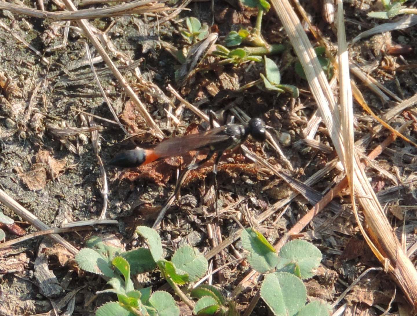 Ammophila cfr. sabulosa  (Sphecidae)