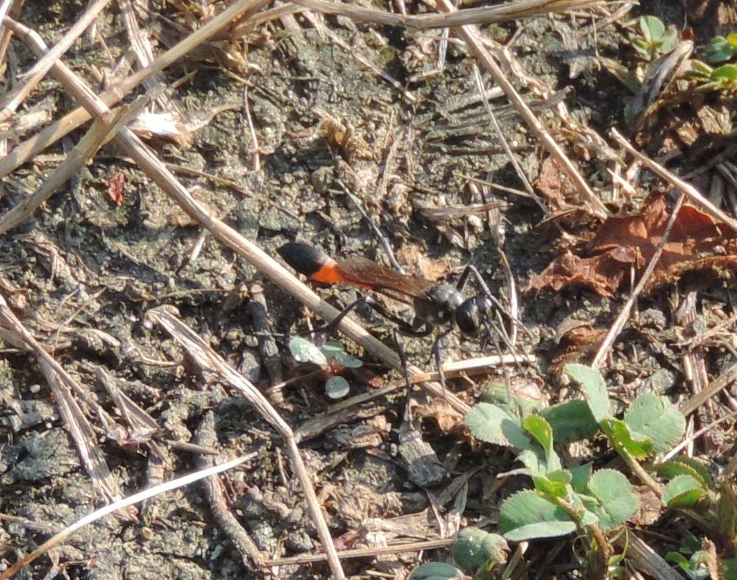 Ammophila cfr. sabulosa  (Sphecidae)