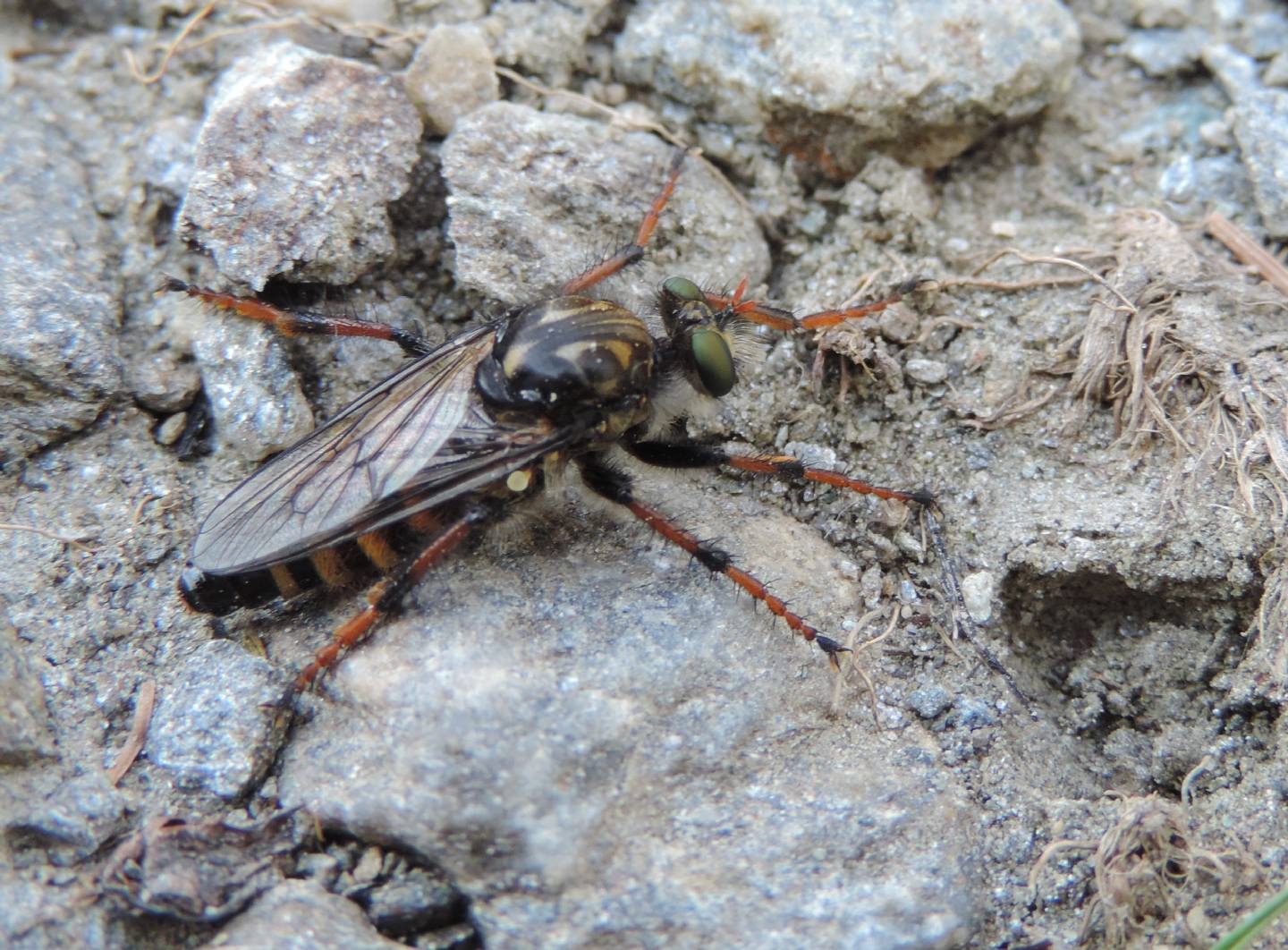 Asilidae: Cyrtopogon ruficornis
