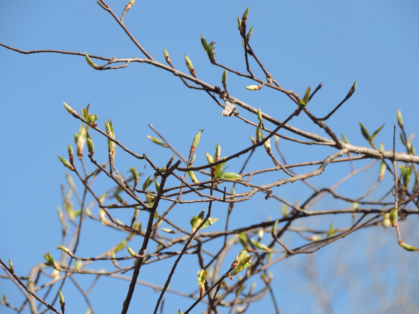 Gemme di Prunus?