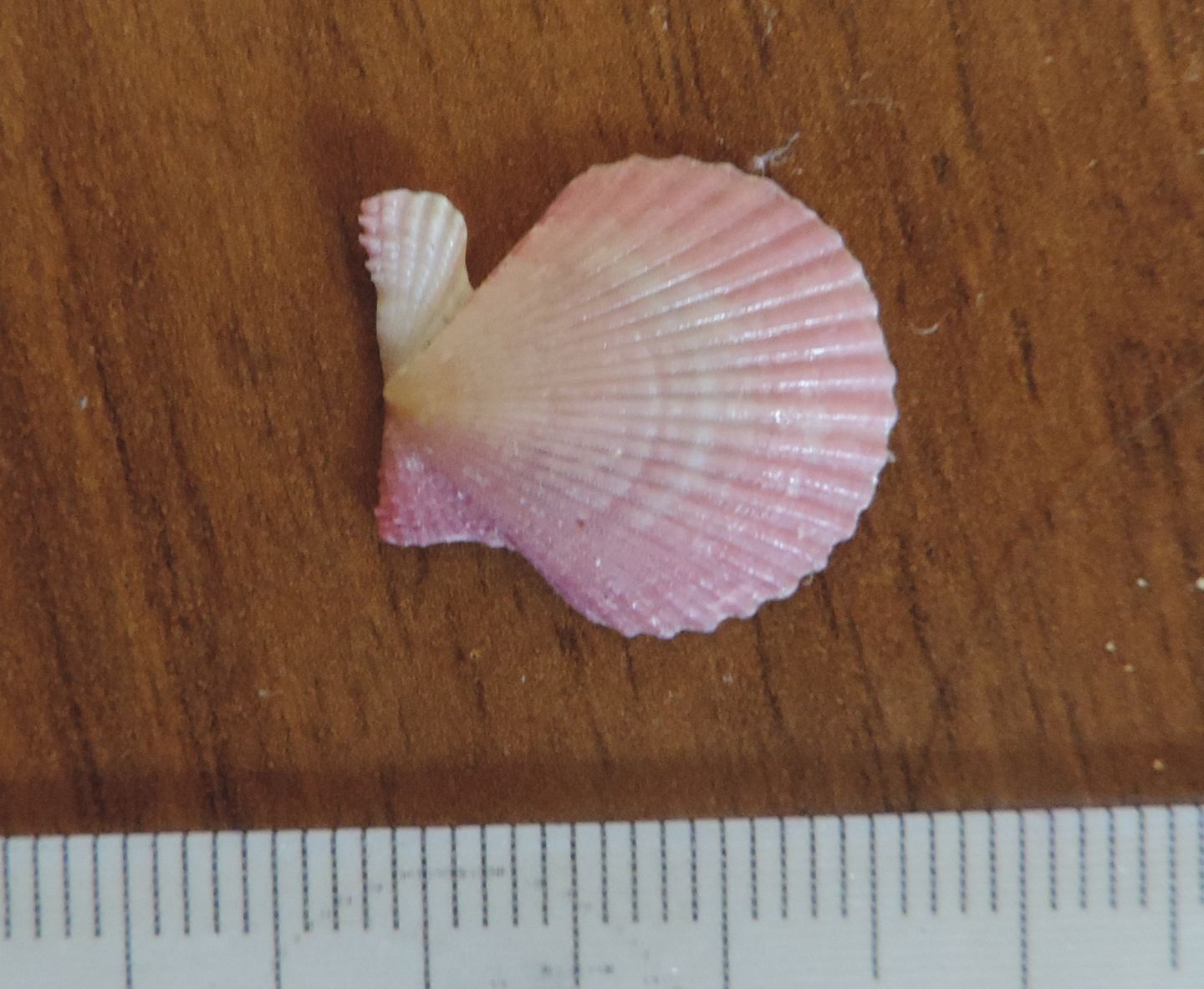 Aequipecten opercularis?