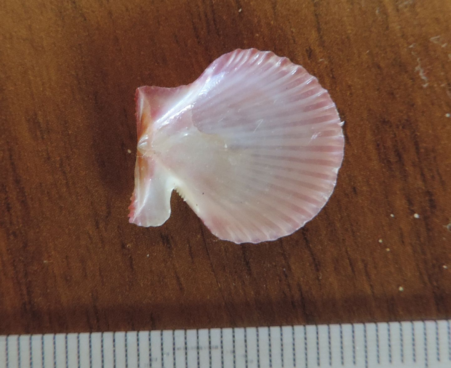 Aequipecten opercularis?