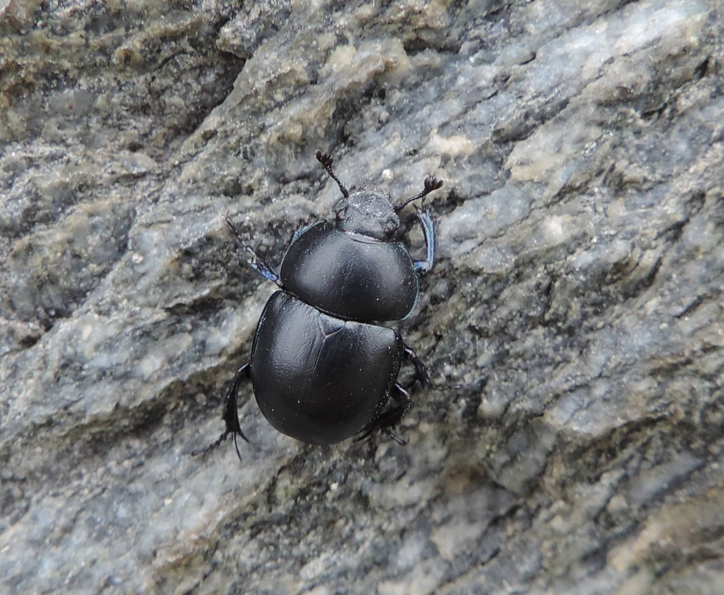 Geotrupidae: Trypocopris alpinus? Sembra lui.