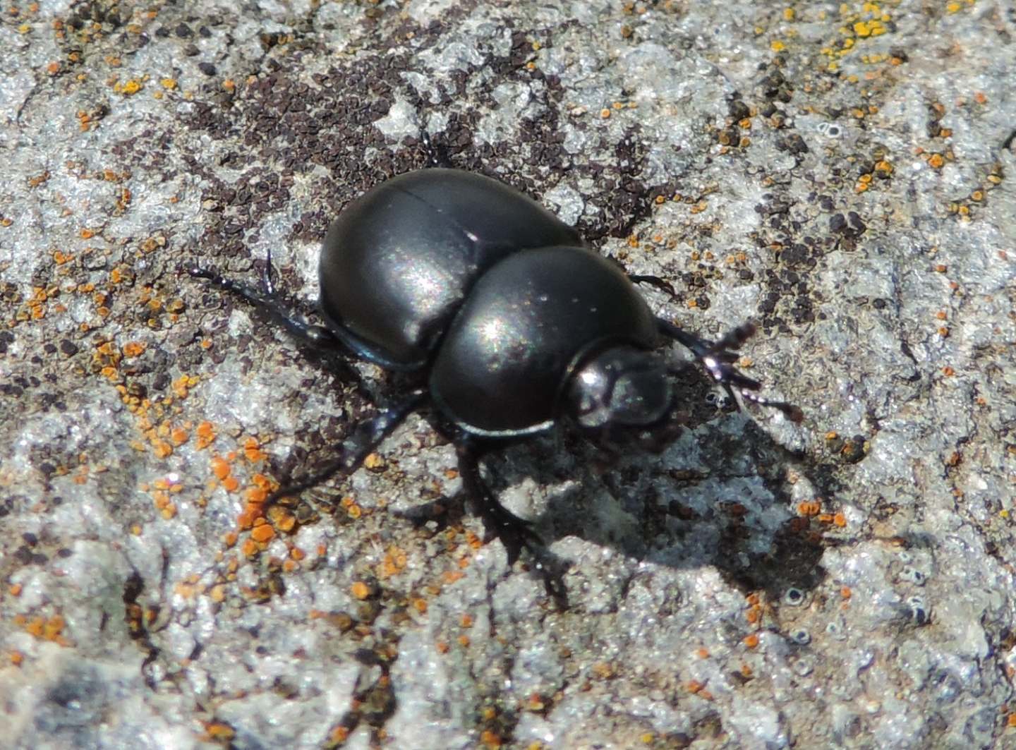 Geotrupidae: Trypocopris alpinus? Sembra lui.