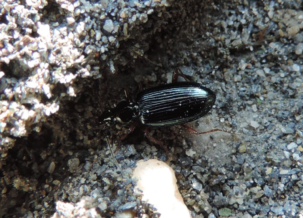 Ocydromus decorus? no, O. fulvipes