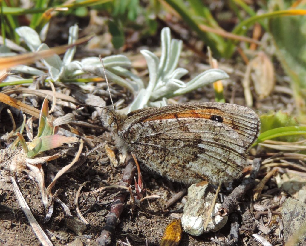 Erebia arvernensis? S, femmina