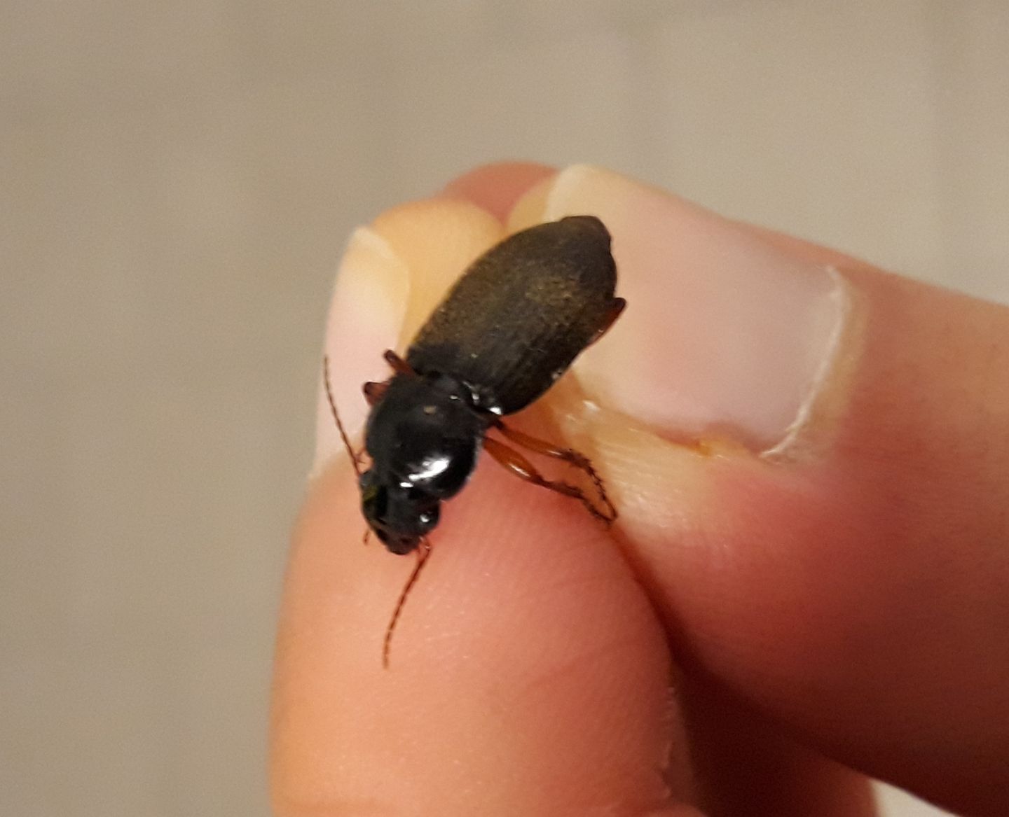 Carabidae: Pseudoophonus rufipes? Sì