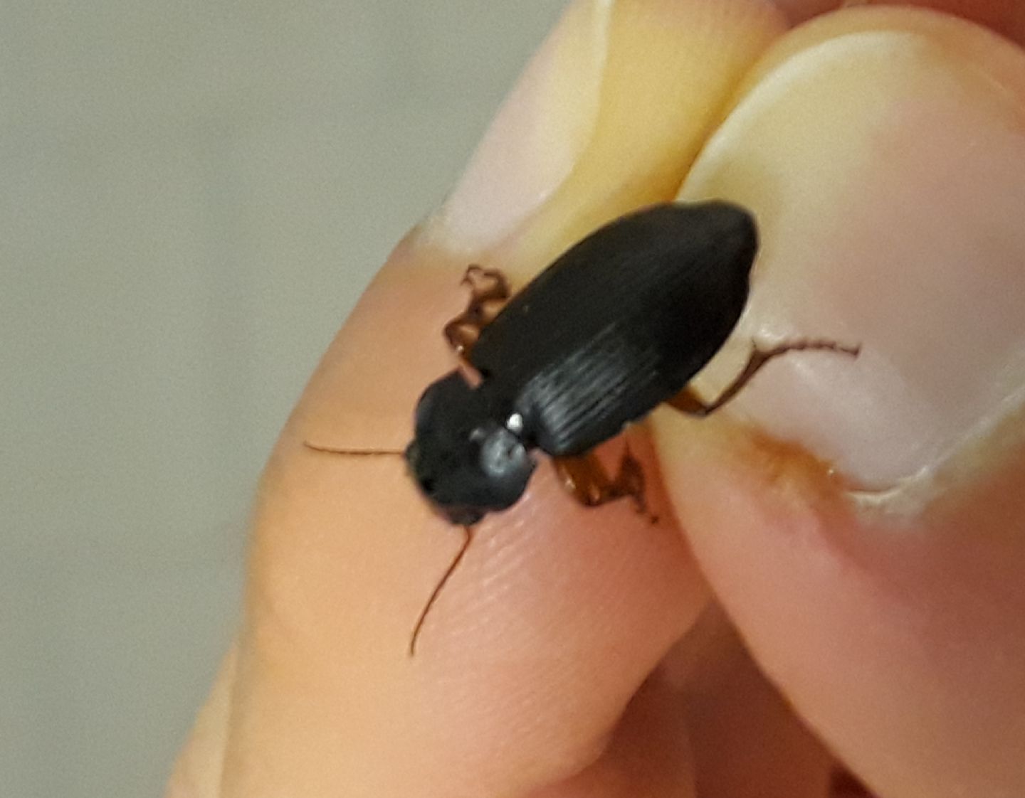 Carabidae: Pseudoophonus rufipes? Sì