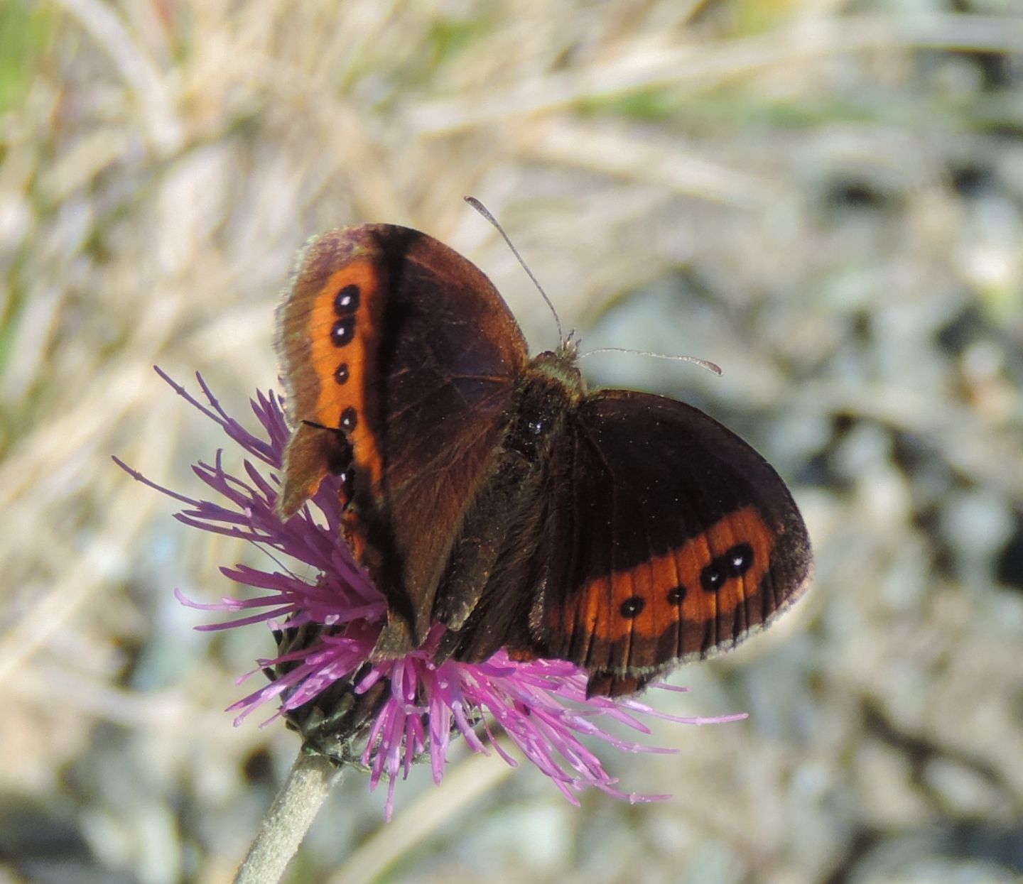 Erebia neoridas ad alta quota?  S
