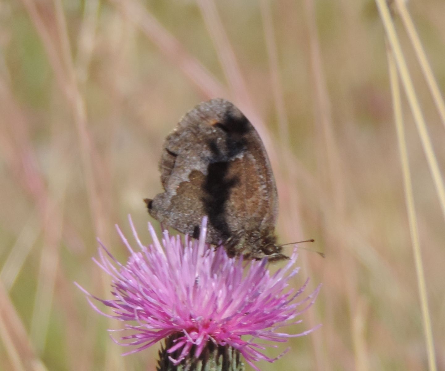 Erebia neoridas ad alta quota?  S