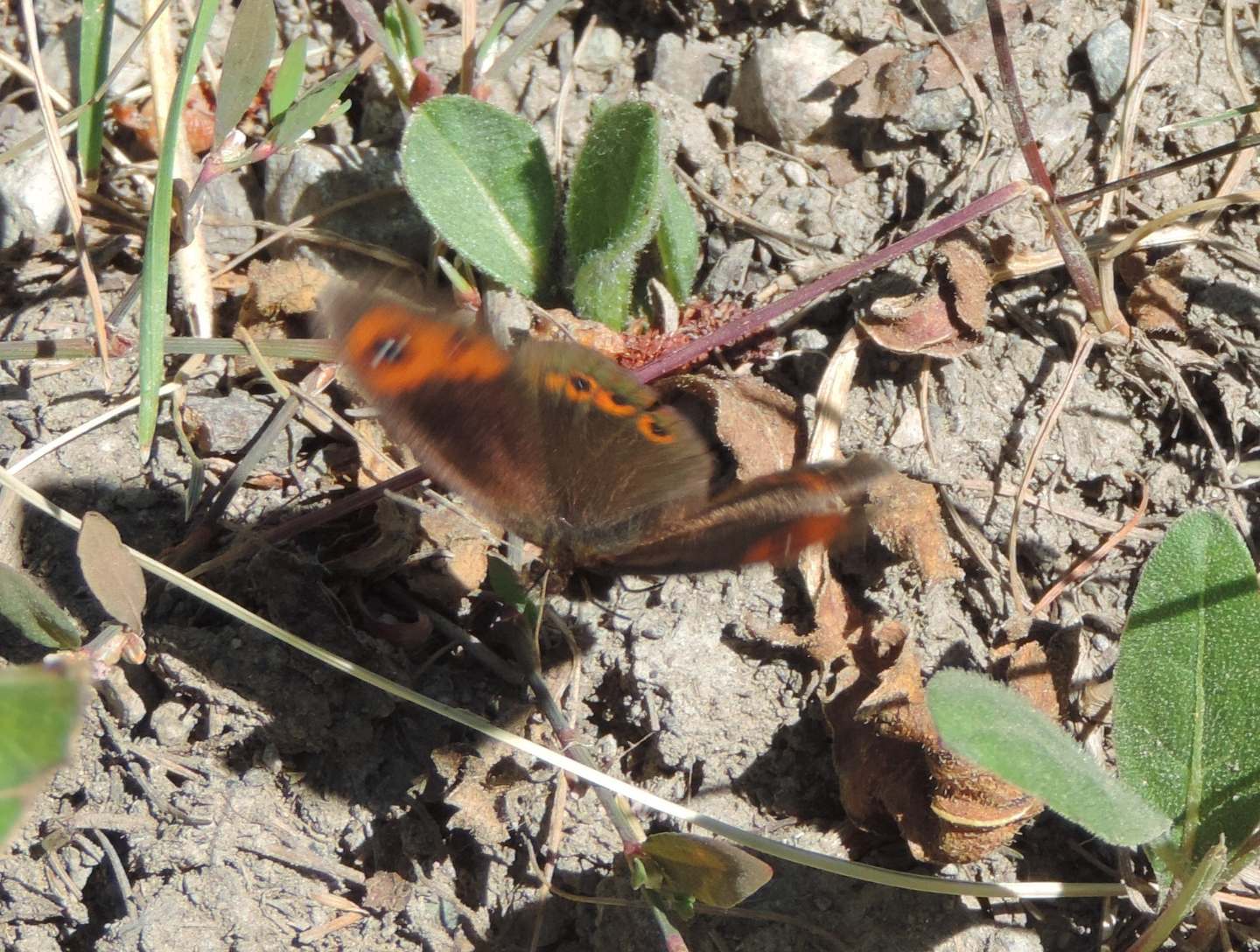 Erebia neoridas ad alta quota?  S
