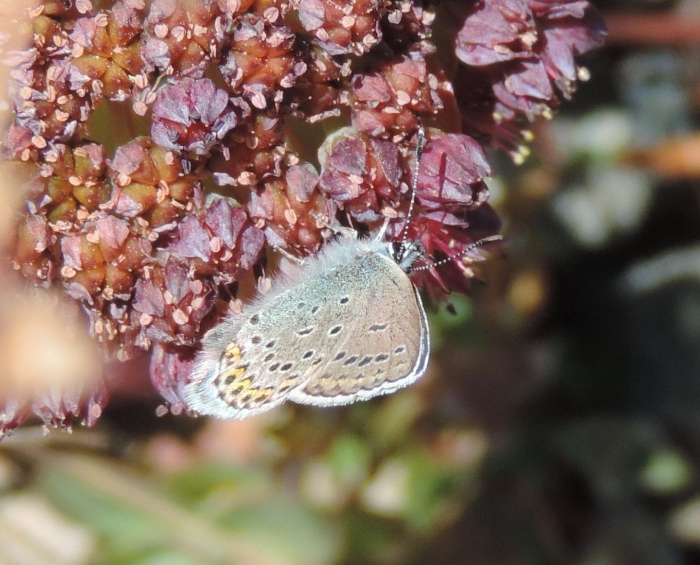 Quale Plebejus?  Plebejus cfr. iidas