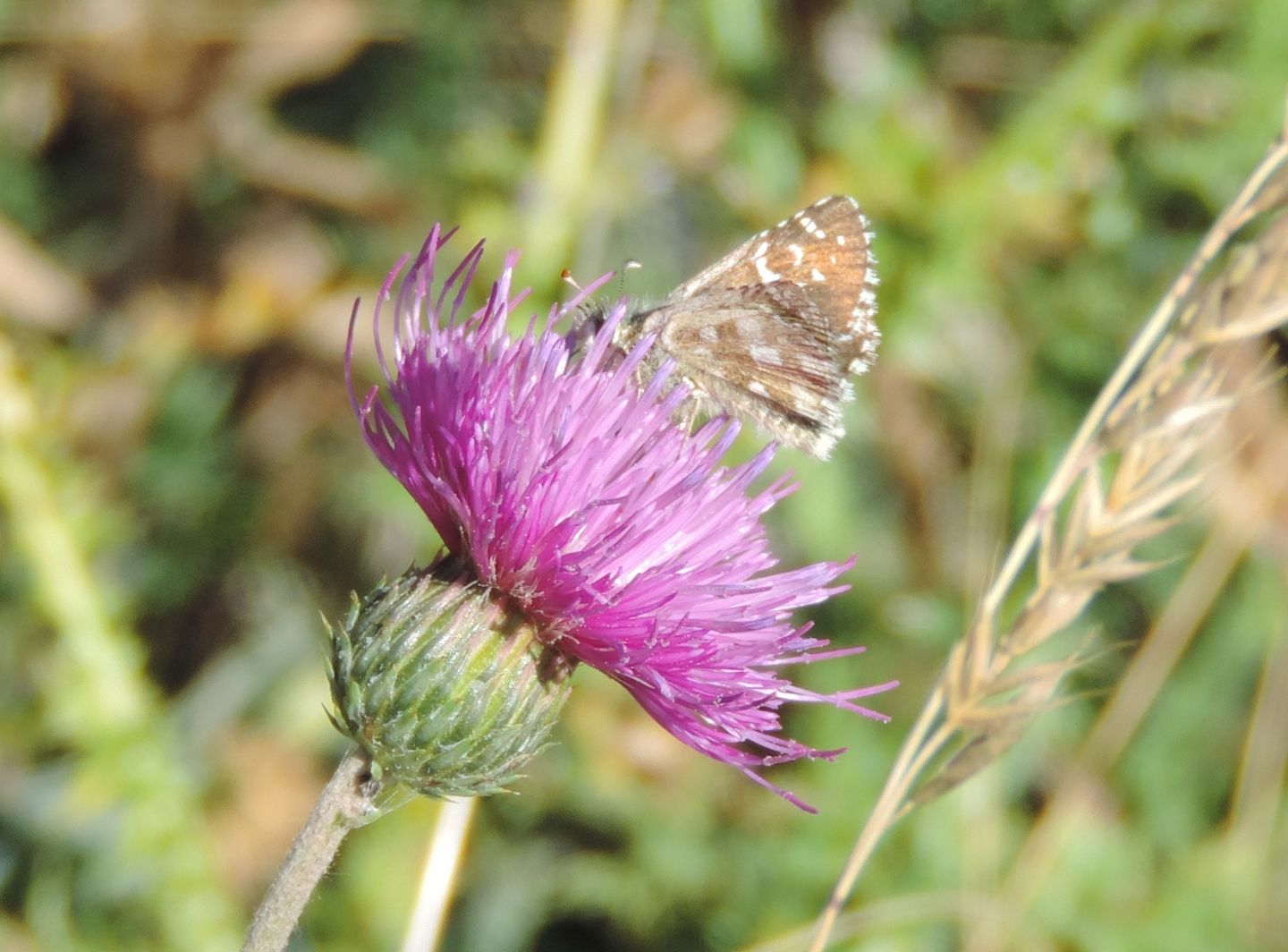 Quale Pyrgus ?  Pyrgus cfr. carlinae