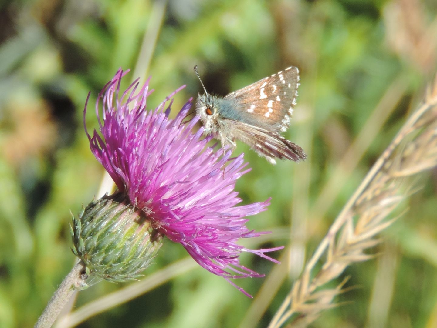 Quale Pyrgus ?  Pyrgus cfr. carlinae