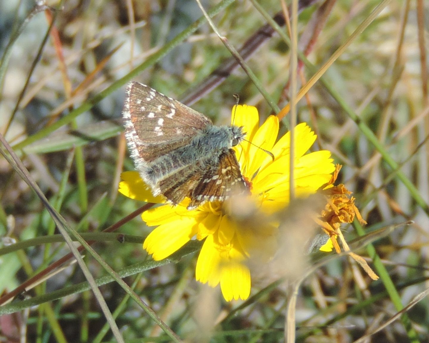 Quale Pyrgus ?  Pyrgus cfr. carlinae