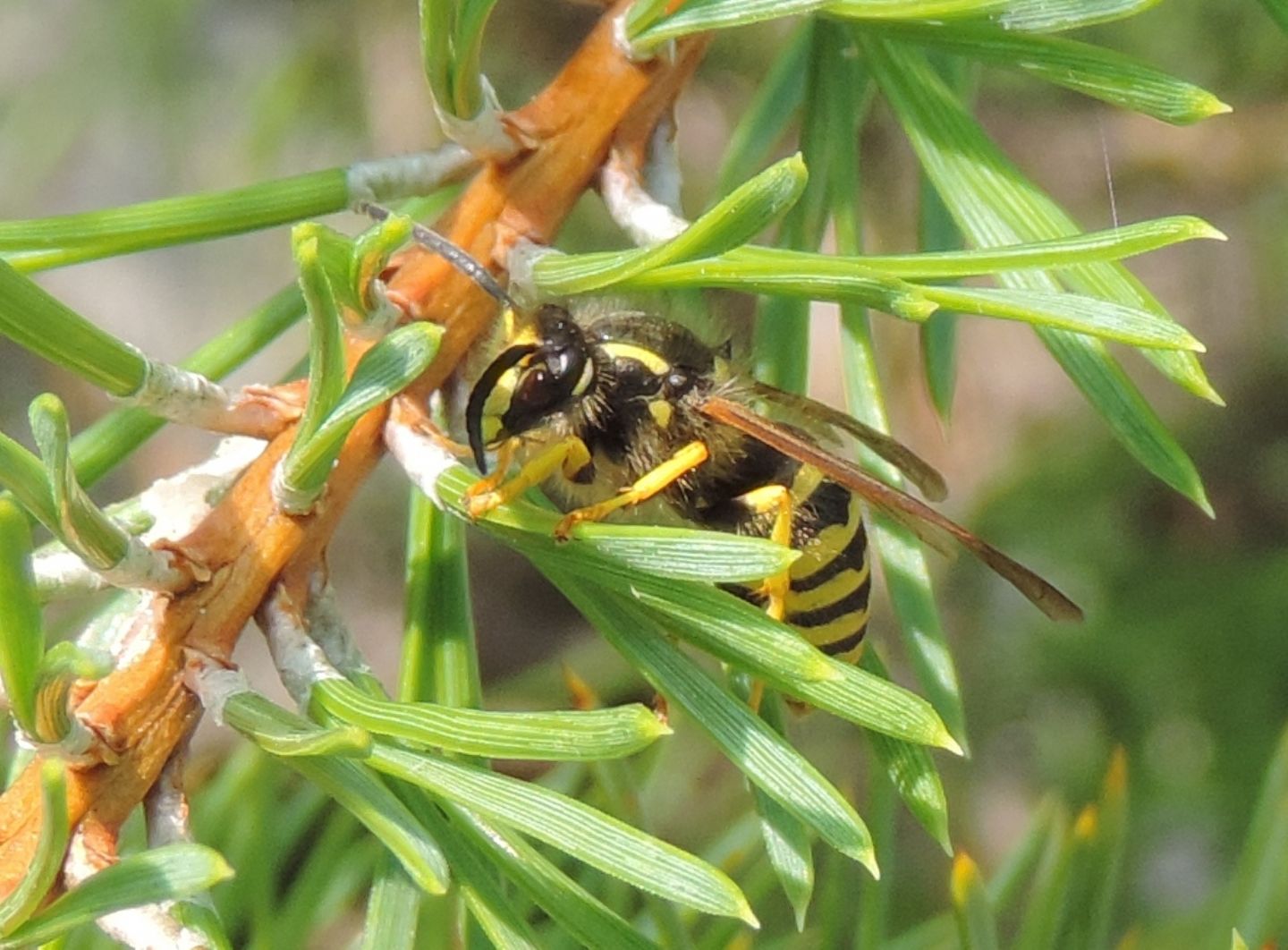 Dolichovespula sylvestris? S