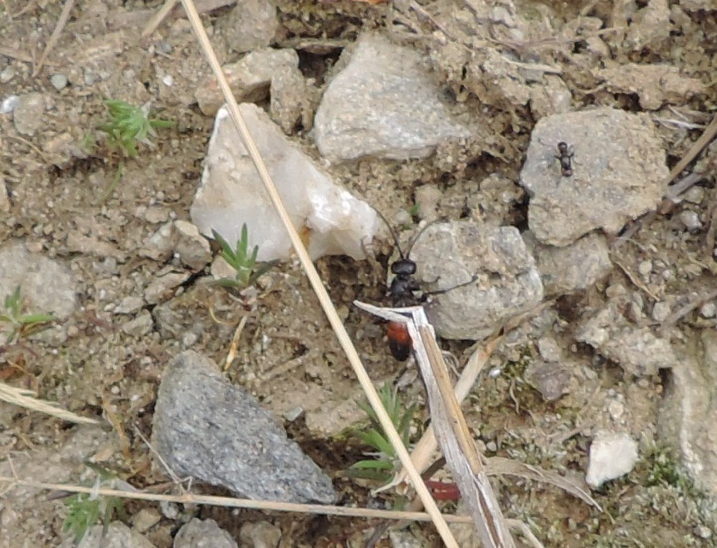 Ichneumonidae?  Pompilidae da det.
