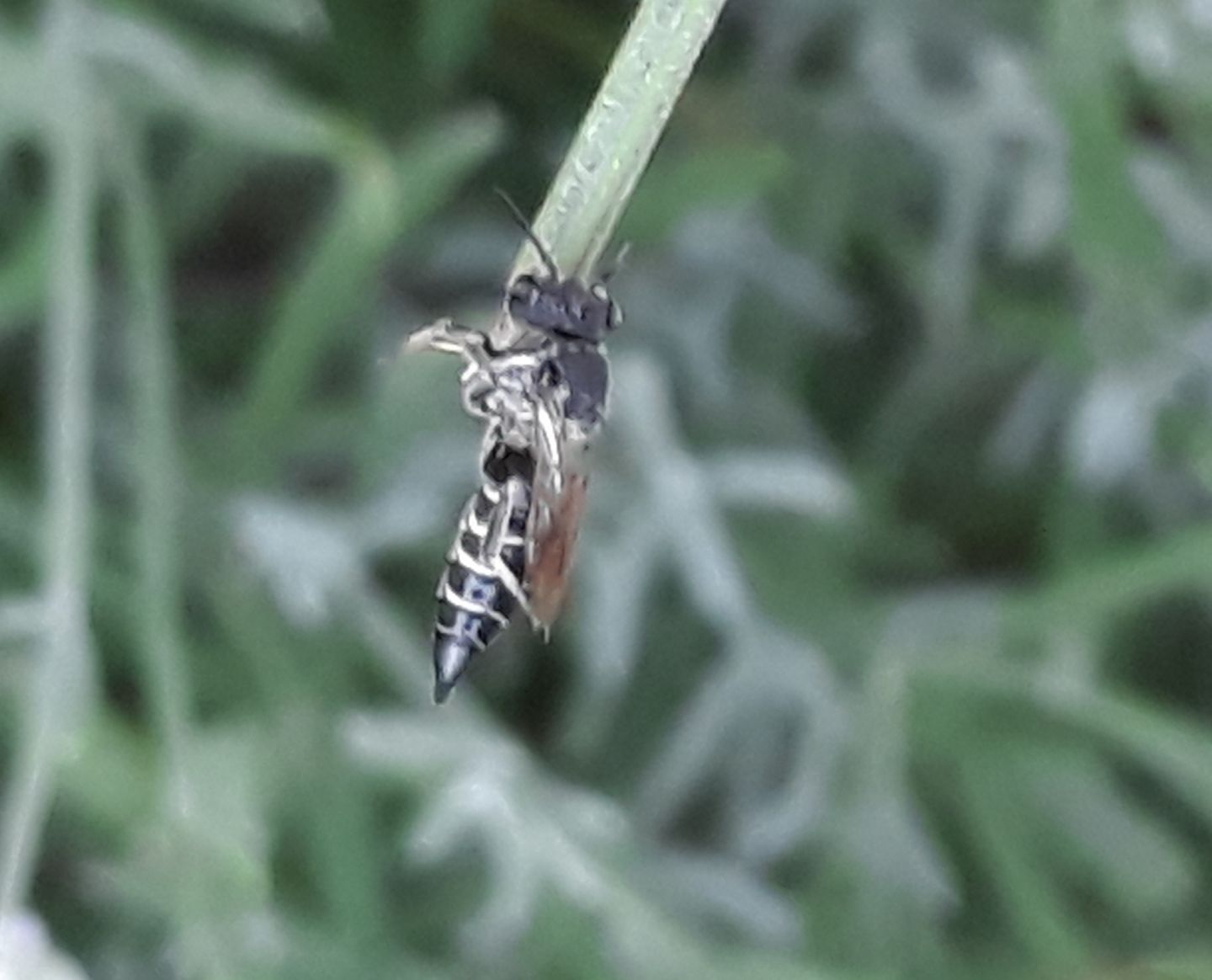 Coelioxys sp.?  S