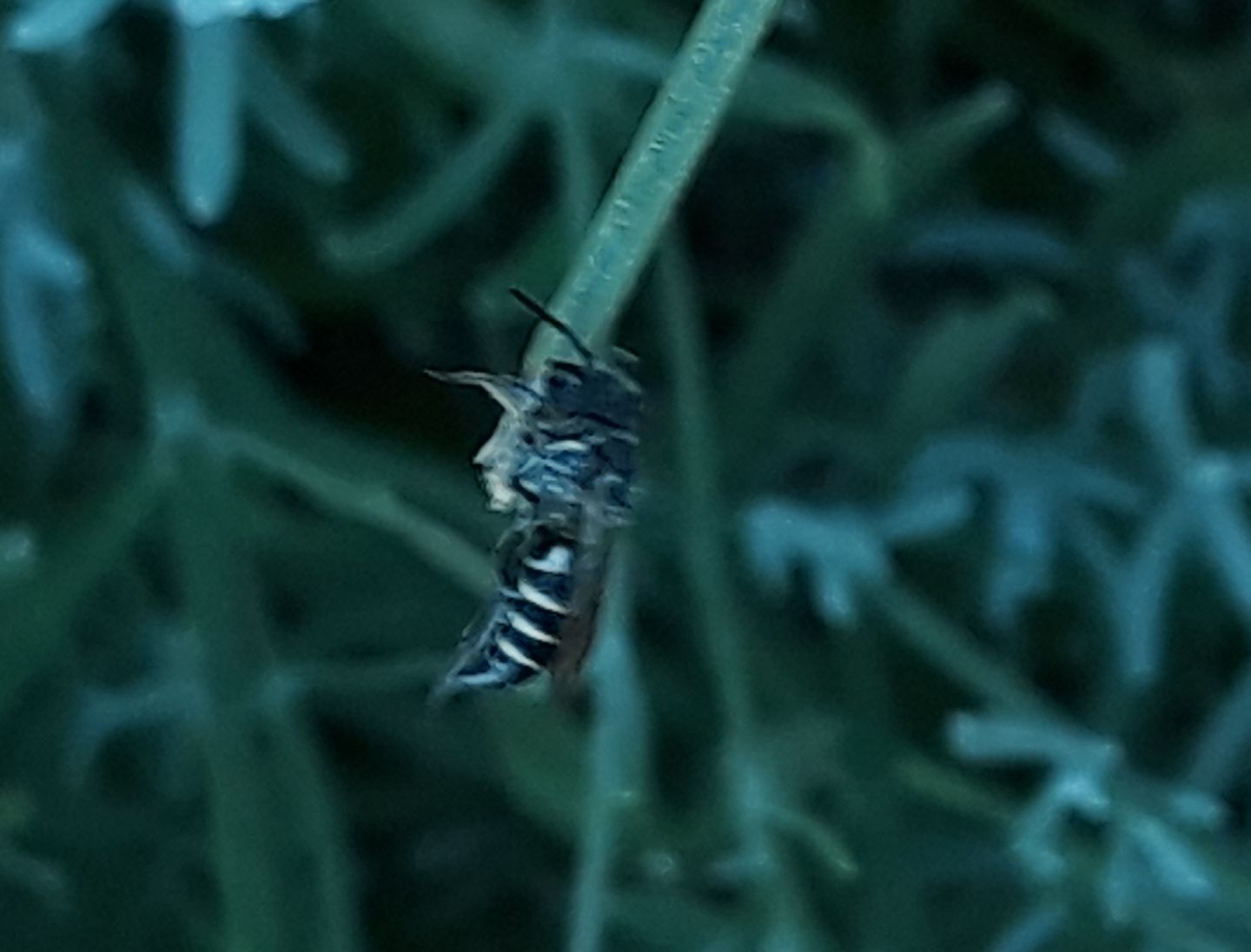 Coelioxys sp.?  S