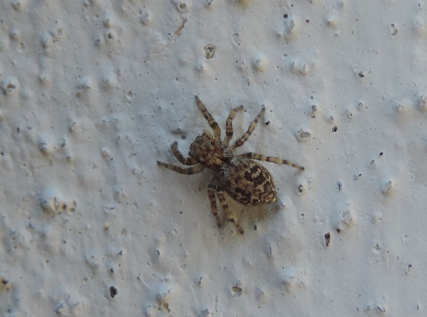 Salticidae: cfr. Pseudeuophrys  - Verbania