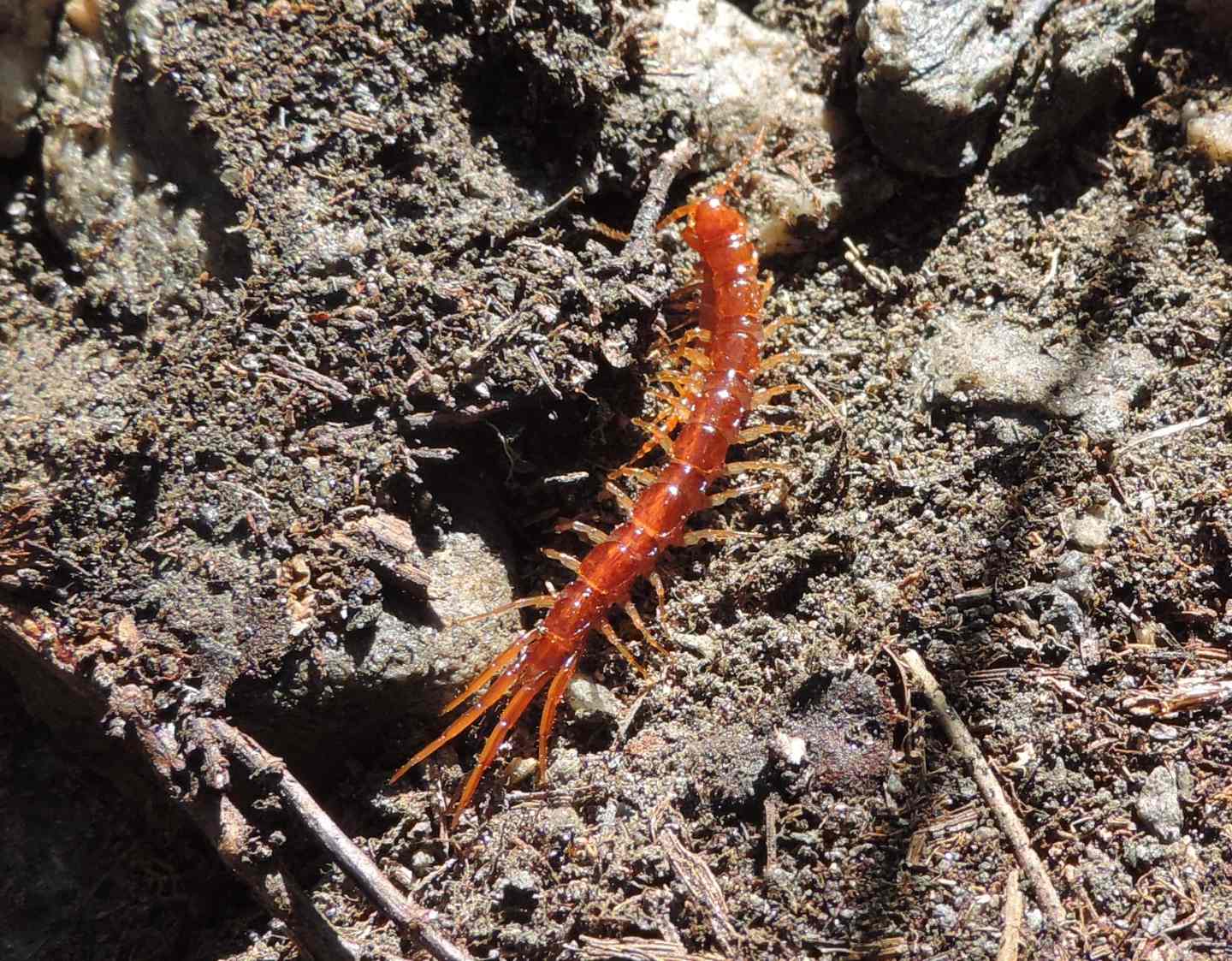 Lithobius sp. ? S