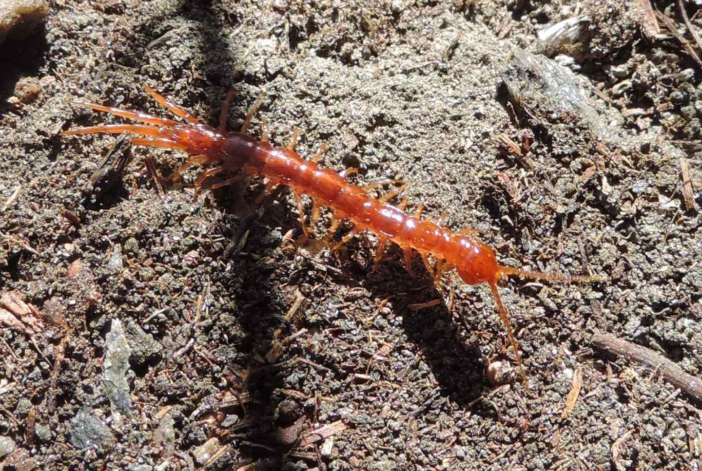 Lithobius sp. ? S