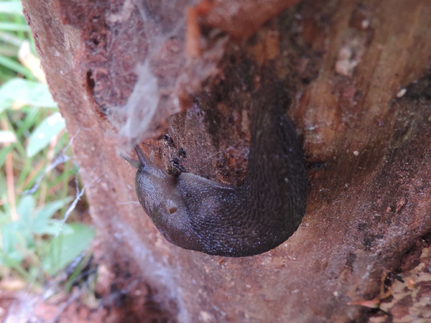 Limacidae da identificare