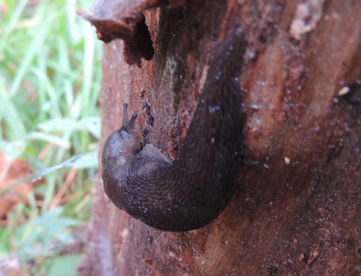 Limacidae da identificare