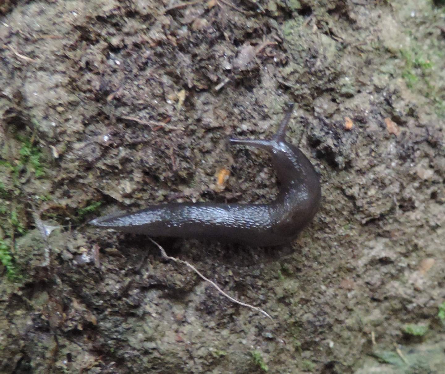 Limacidae da identificare