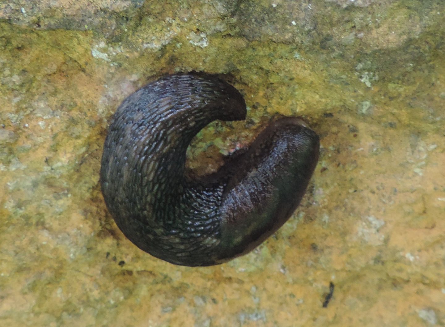 Limax scuro?