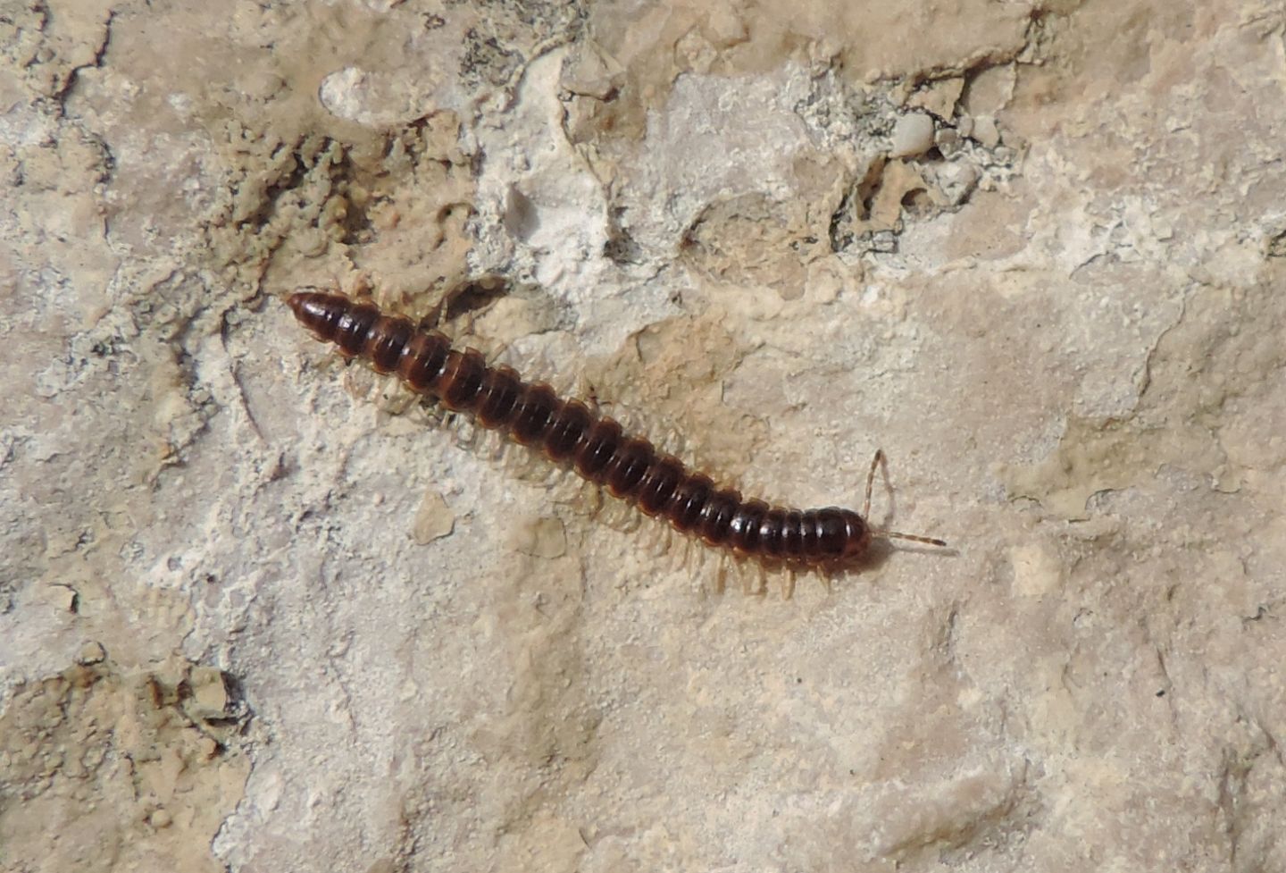 Oxydus gracilis?