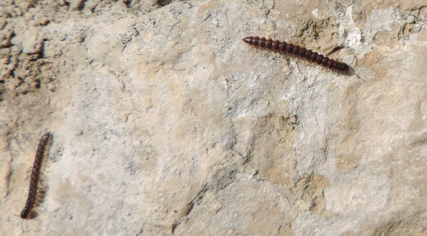 Oxydus gracilis?