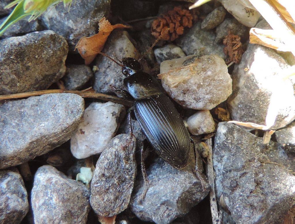 Harpalus? S