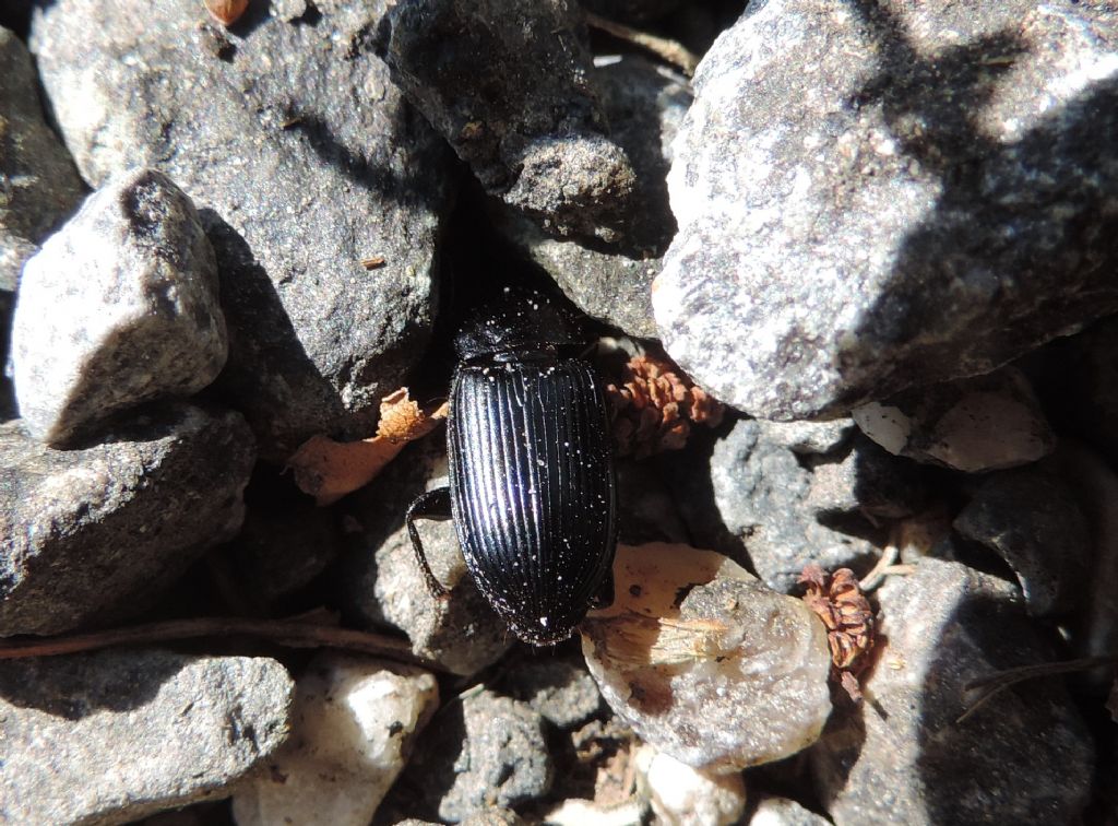 Harpalus? S