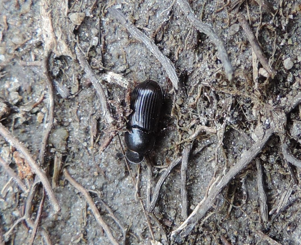 Aphodiidae  d''alta quota: cfr. Neagolius amblyodon, maschio