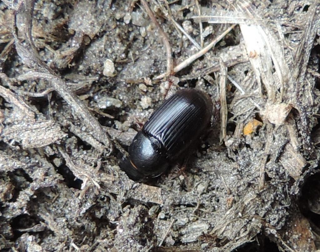 Aphodiidae  d''alta quota: cfr. Neagolius amblyodon, maschio