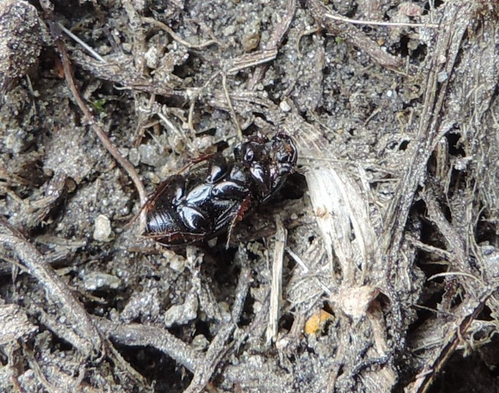 Aphodiidae  d''alta quota: cfr. Neagolius amblyodon, maschio