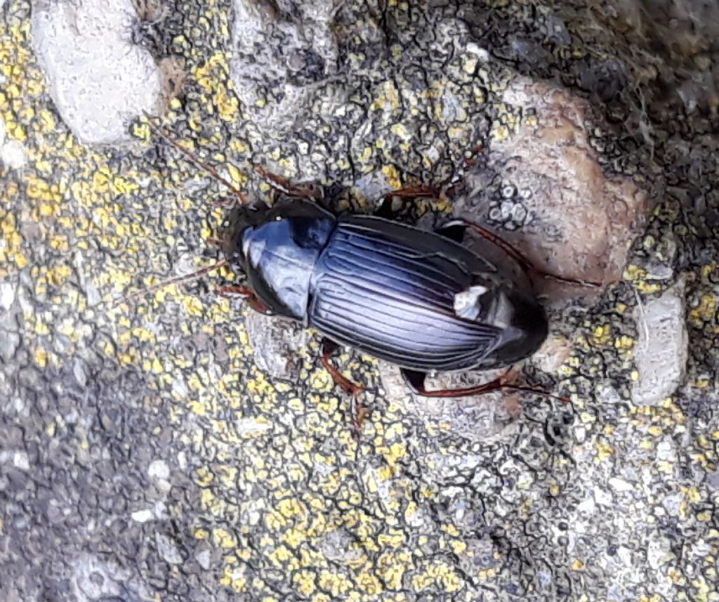 Carabidae: Harpalus serripes