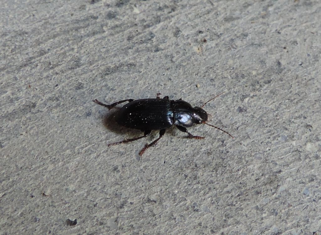 Harpalus?