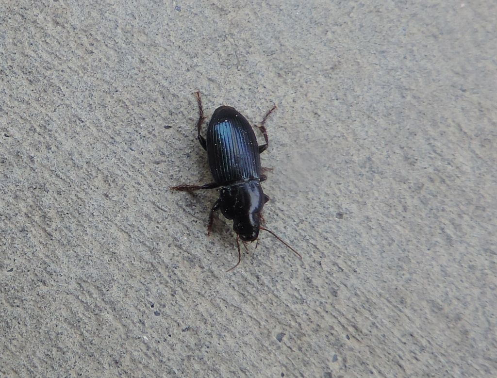 Harpalus?