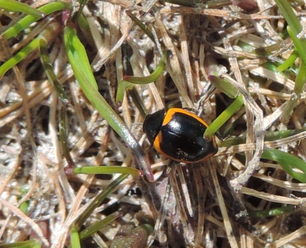 Ceratomegilla rufocincta? S