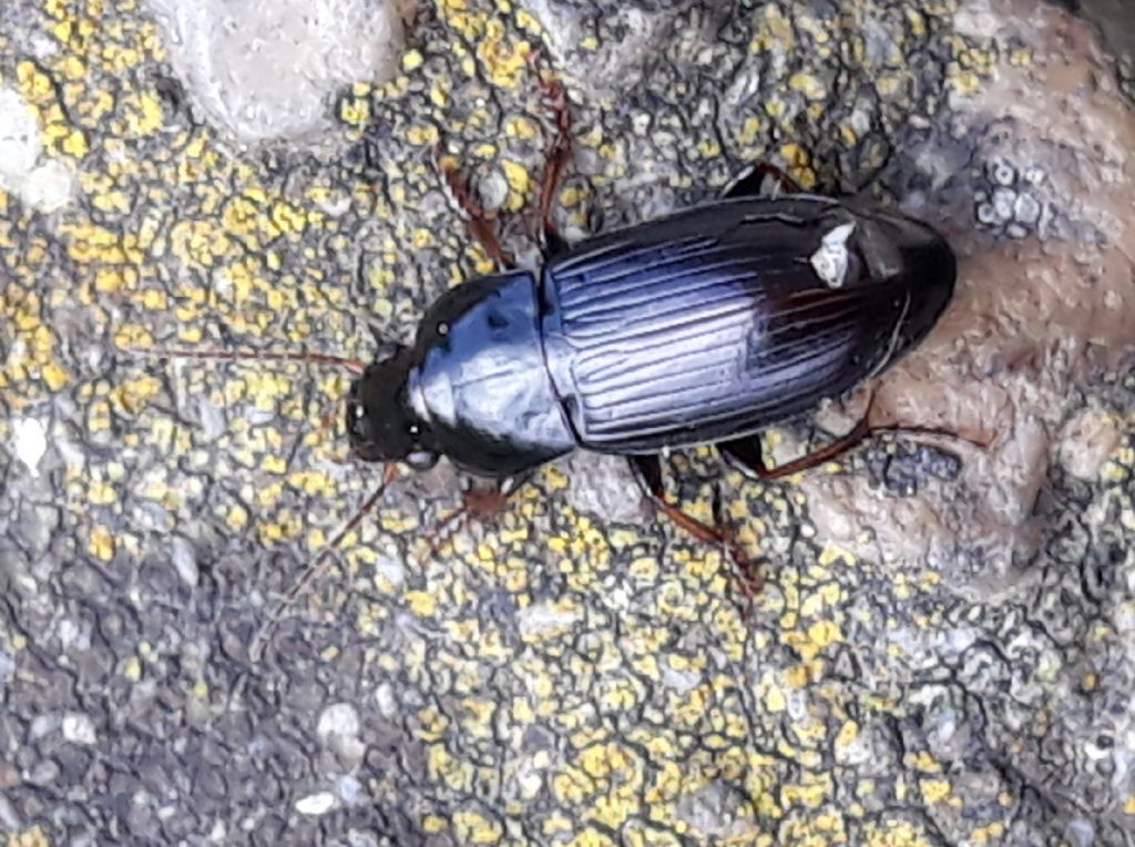 Carabidae: Harpalus serripes
