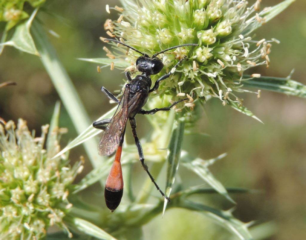 Ammophila: Ammophila terminata mocsary