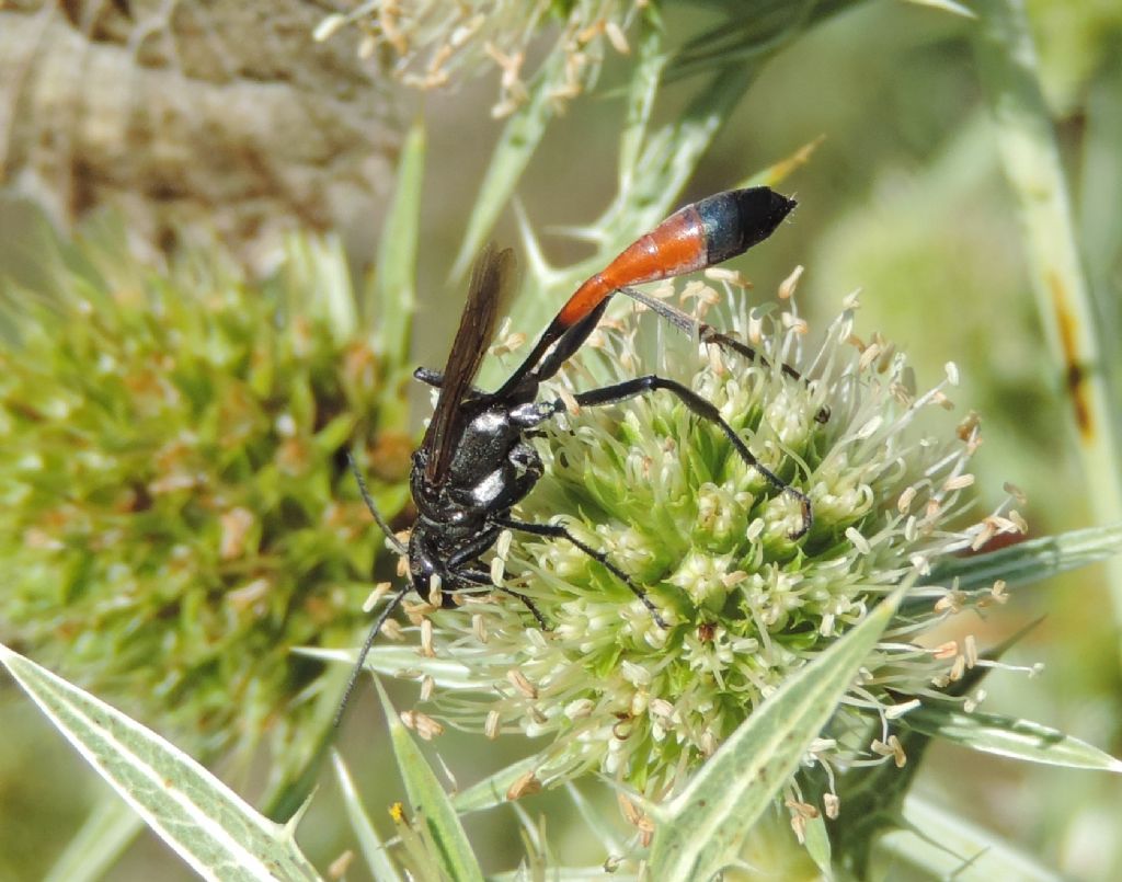 Ammophila: Ammophila terminata mocsary