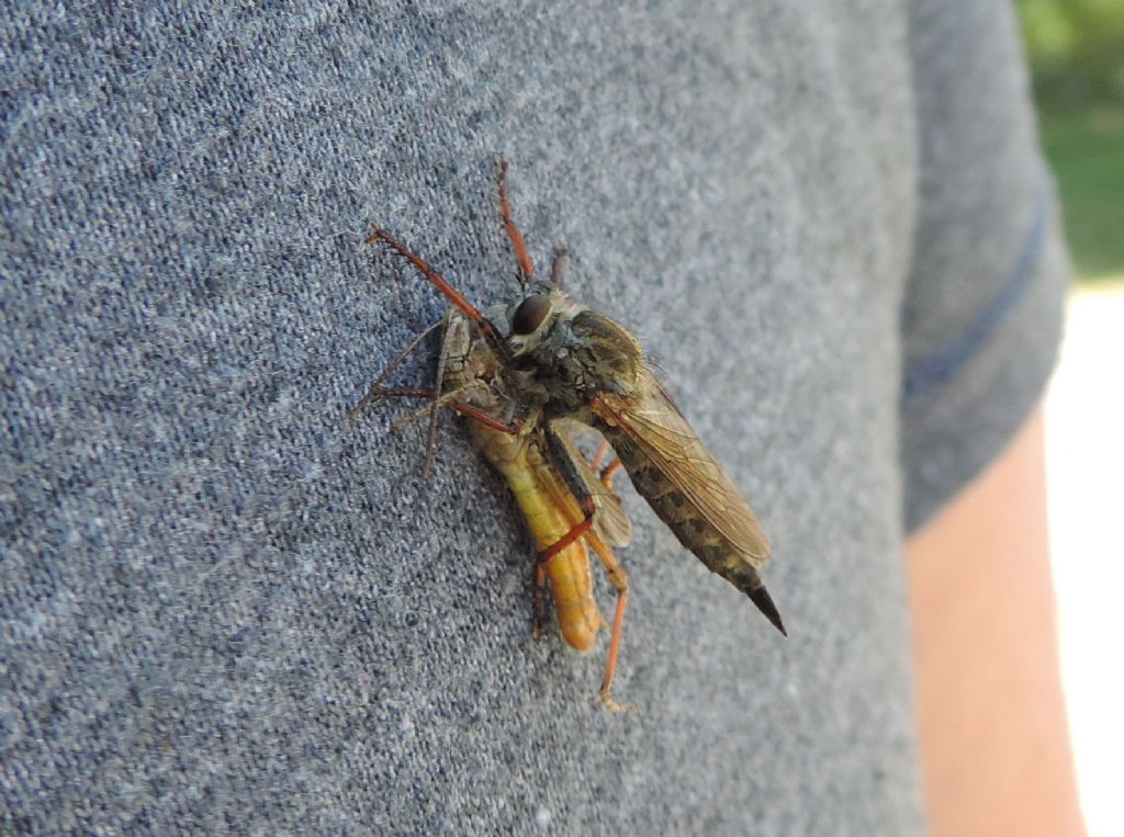 Asilidae: Machimus chrysitis?