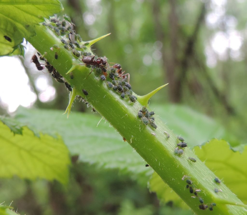 Afidi su Rubus da identificare