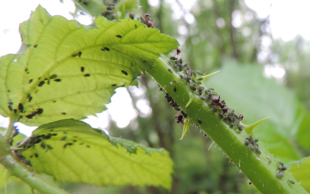 Afidi su Rubus da identificare