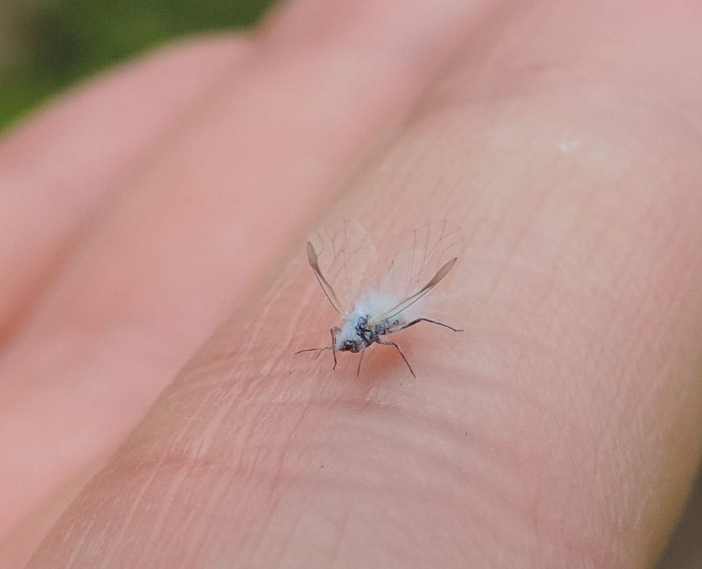 Phyllaphis fagi?