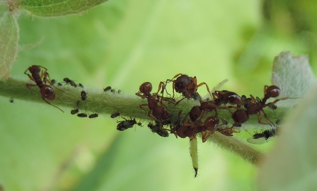 Chaitophorus populeti?  S